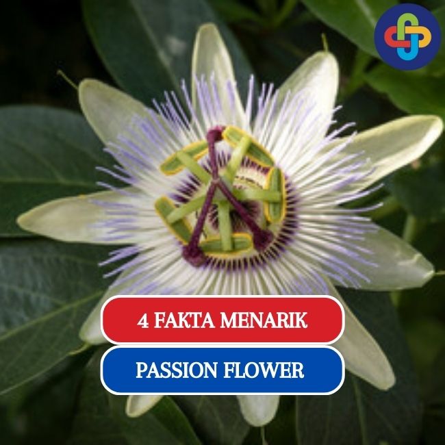 7 Manfaat Passion Flower yang Jarang Diketahui